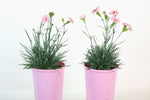 Dianthus Candy Floss