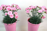 Dianthus Candy Floss