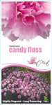 Dianthus Candy Floss