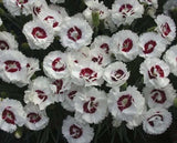 Dianthus Coconut Sundae