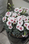 Dianthus Coconut Sundae