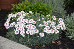 Dianthus Coconut Sundae