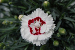 Dianthus Coconut Sundae