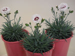 Dianthus Coconut Sundae