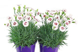 Dianthus Coconut Sundae