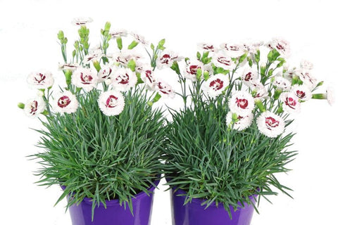 Dianthus Coconut Sundae