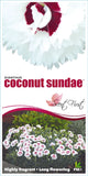 Dianthus Coconut Sundae