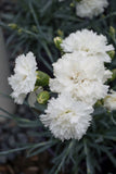 Dianthus Memories