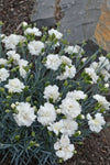 Dianthus Memories