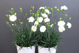 Dianthus Memories