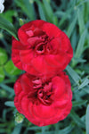 Dianthus Passion