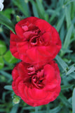 Dianthus Passion