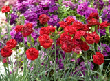 Dianthus Passion