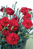 Dianthus Passion