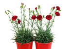 Dianthus Passion