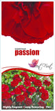 Dianthus Passion