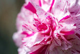 Dianthus Pinball Wizard