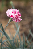 Dianthus Pinball Wizard