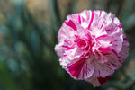 Dianthus Pinball Wizard