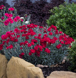 Dianthus Rebekah