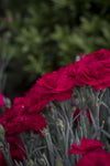 Dianthus Rebekah