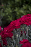 Dianthus Rebekah