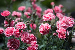 Dianthus Sugar Plum Coral