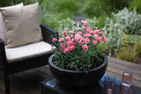 Dianthus Sugar Plum Coral