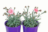 Dianthus Sugar Plum Coral