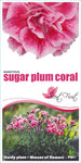 Dianthus Sugar Plum Coral