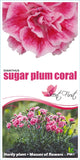 Dianthus Sugar Plum Coral