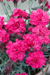 Dianthus Sugar Plum Raspberry