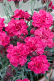 Dianthus Sugar Plum Raspberry