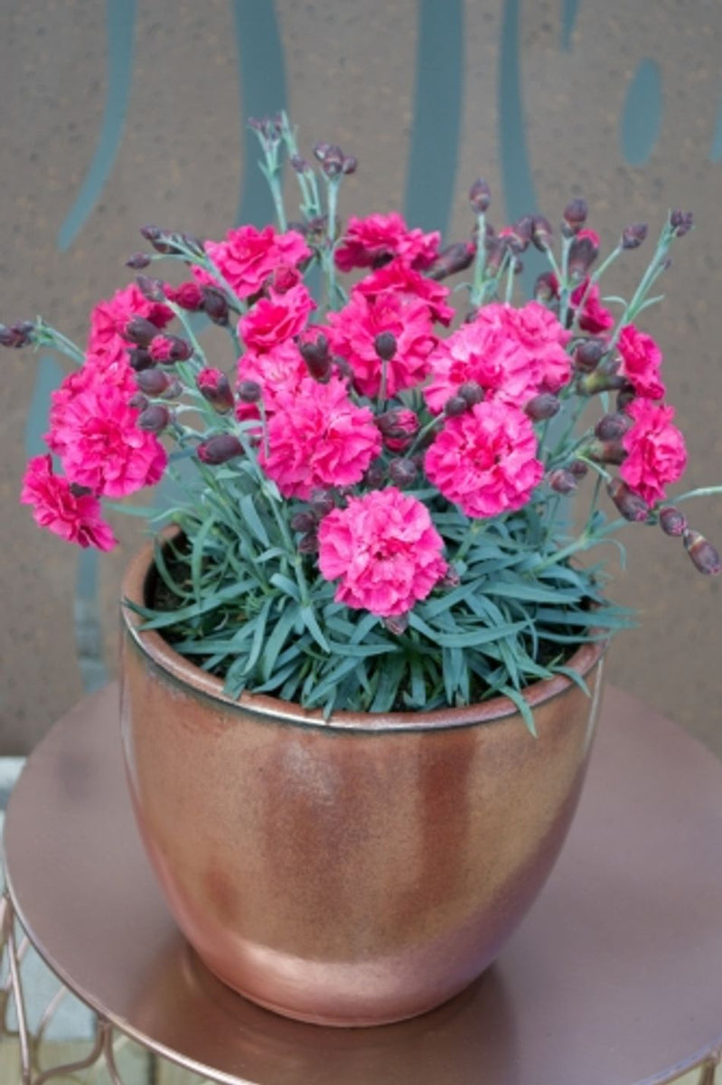 Dianthus Sugar Plum Raspberry – Greener Garden Supplies