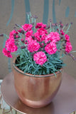 Dianthus Sugar Plum Raspberry