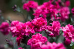 Dianthus Sugar Plum Raspberry