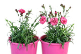 Dianthus Sugar Plum Raspberry