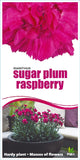 Dianthus Sugar Plum Raspberry