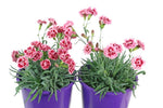 Dianthus Sugar Plum