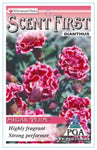 Dianthus Sugar Plum