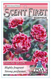 Dianthus Sugar Plum