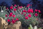 Dianthus Waterloo Sunset