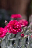 Dianthus Waterloo Sunset