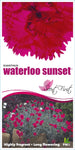 Dianthus Waterloo Sunset