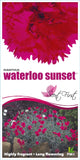 Dianthus Waterloo Sunset