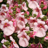 Diascia Appleblossom