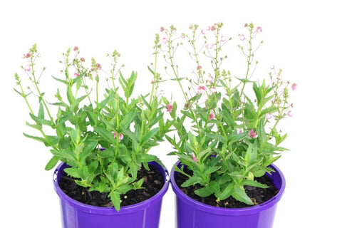 Diascia Appleblossom