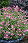 Diascia Gardascia Candy Pink