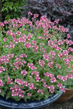 Diascia Gardascia Candy Pink