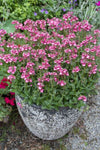 Diascia Gardascia Candy Pink